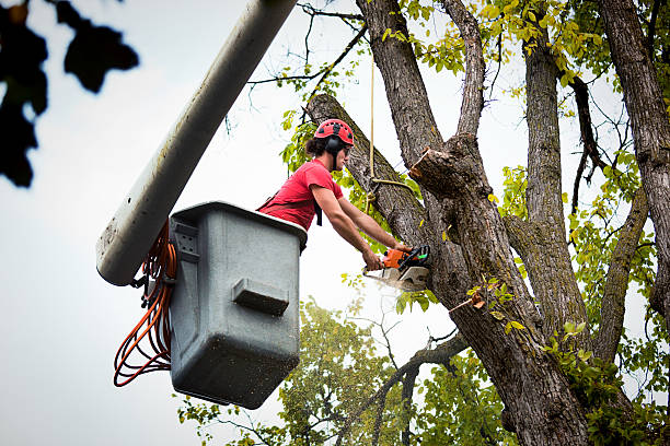 Best Affordable Tree Service  in Berryville, VA